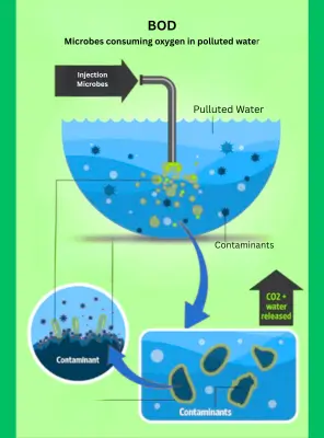 Biological Oxygen Demand - (BOD) Microbes consuming oxygen in polluted water Illustration of Biological Oxygen Demand (BOD) showing microbes using oxygen in polluted water